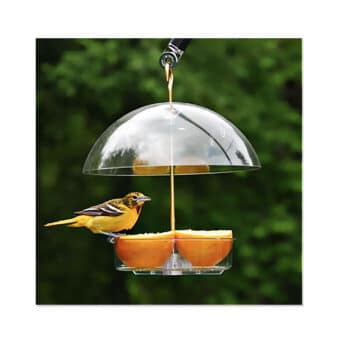 Droll Yankee X1 Seed Saver Bird Feeder, available at The Audubon Shop, the best store for birders, in Madison, CT.