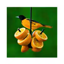 Two-pronged Fruit Feeder, available at The Audubon Shop, the best shop for bird feeders, Madison CT