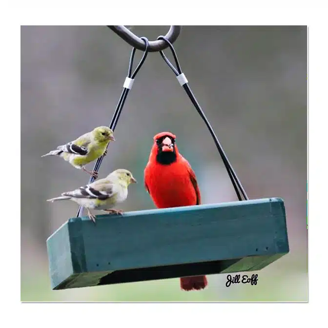 Petite Green Hanging Tray Feeder, available at The Audubon Shop, the best shop for bird feeders, Madison CT