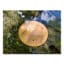 thumbnail image 2 of 1 Pcs Copper Bird Bath Purification Disk, Water Wiggler For Bird Bath Purification Disk Water Wiggler Bird Bath Bird Bath Copper Disk 1mm Reinforced 99 Pure Copper Cleaning Disk Universal Fit Outd 2 of 13