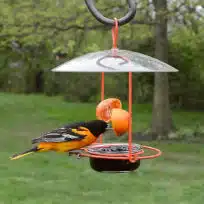Fruit, Jelly and Bluebird Bird Feeders