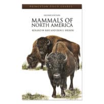Mammals of North America, available at The Audubon Shop, the best shop for bird and nature books, Madison CT