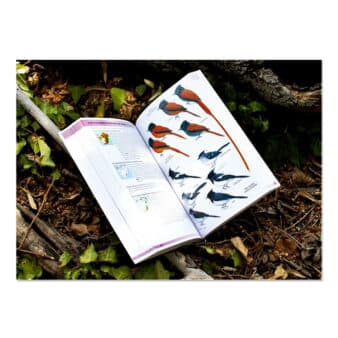 Birds of Greater Southern Africa, available at The Audubon Shop, the best shop for field guides and nature books, Madison CT