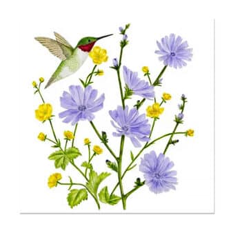 Hummingbird Flour Sack Cotton Tea Towels, available at The Audubon Shop, the best shop for bird watchers, Madison CT