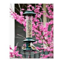 Brome Squirrel Buster Evolution Bird Feeder, available at The Audubon Shop, the best shop for bird feeders, Madison CT