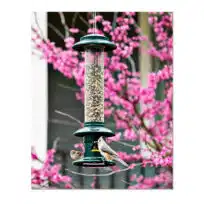 Brome Squirrel Buster Evolution Bird Feeder, available at The Audubon Shop, the best shop for bird feeders, Madison CT