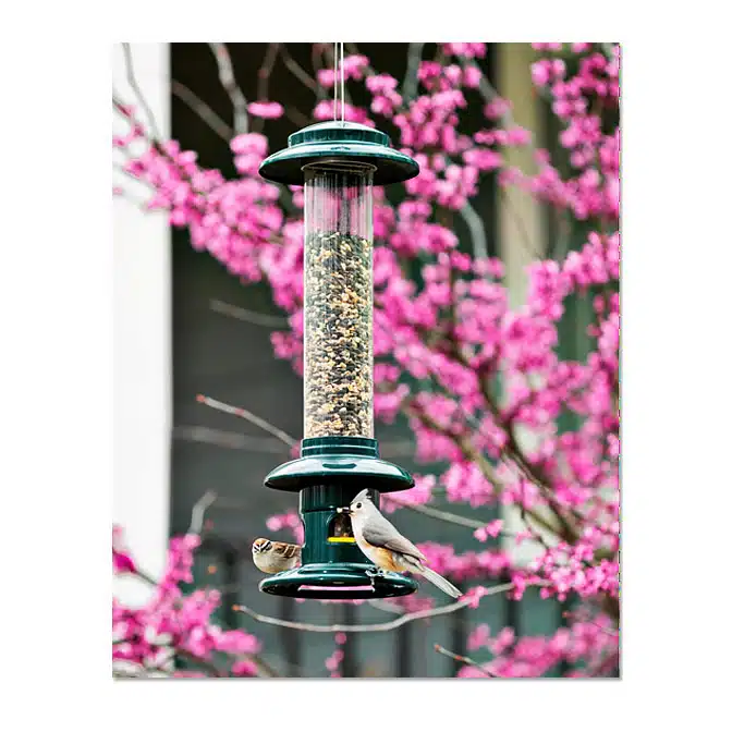 Brome Squirrel Buster Evolution Bird Feeder, available at The Audubon Shop, the best shop for bird feeders, Madison CT
