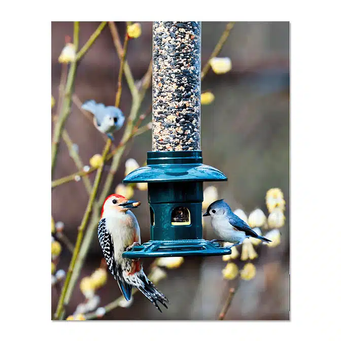 Brome Squirrel Buster Evolution Bird Feeder, available at The Audubon Shop, the best shop for bird feeders, Madison CT