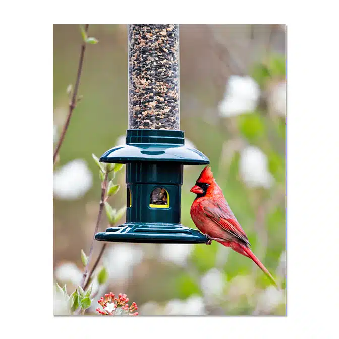 Brome Squirrel Buster Evolution Bird Feeder, available at The Audubon Shop, the best shop for bird feeders, Madison CT