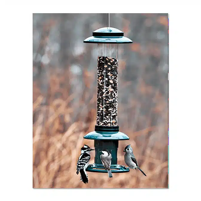 Brome Squirrel Buster Evolution Bird Feeder, available at The Audubon Shop, the best shop for bird feeders, Madison CT