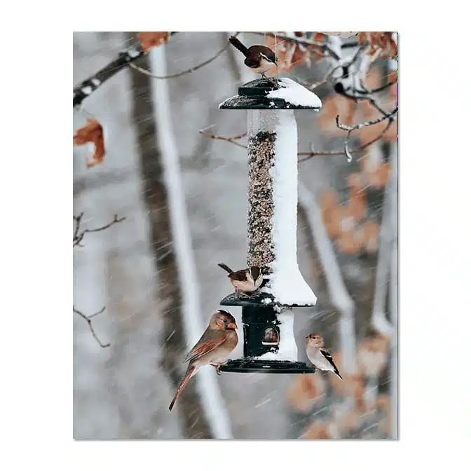 Brome Squirrel Buster Evolution Bird Feeder, available at The Audubon Shop, the best shop for bird feeders, Madison CT