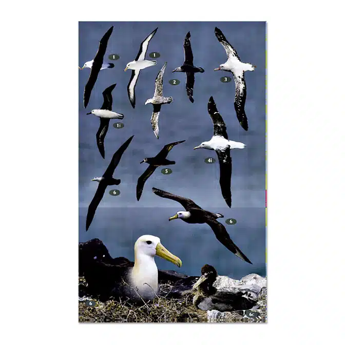 Birds, Mammals and Reptiles of the Galápagos Islands, available at The Audubon Shop, the best shop for field guides, Madison CT