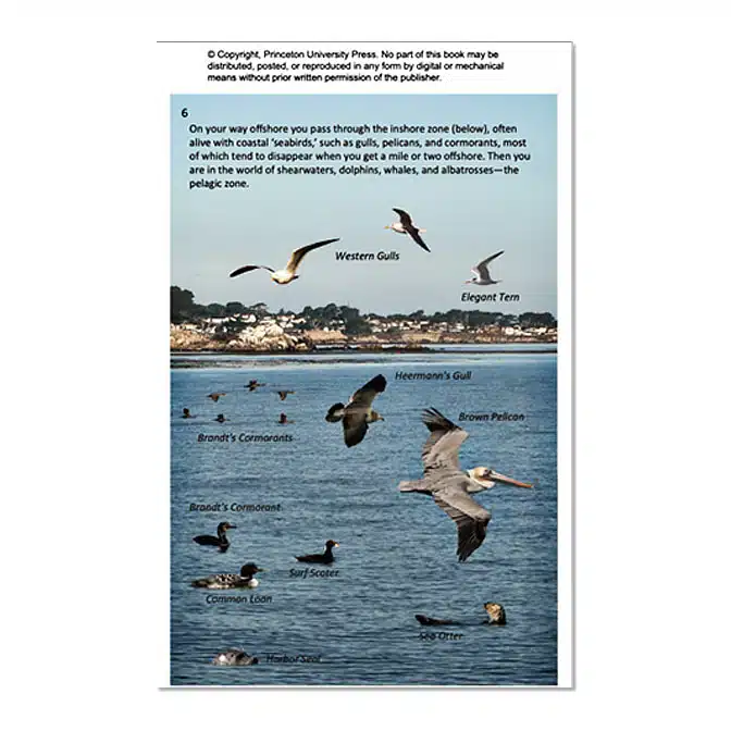 Offshore Sea Life ID Guide West Coast, available at The Audubon Shop, the best shop for field guides, Madison CT