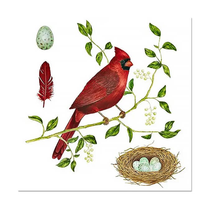 Cardinal Nest Flour Sack Cotton Tea Towel, available at The Audubon Shop, the best shop for nature gifts, Madison CT