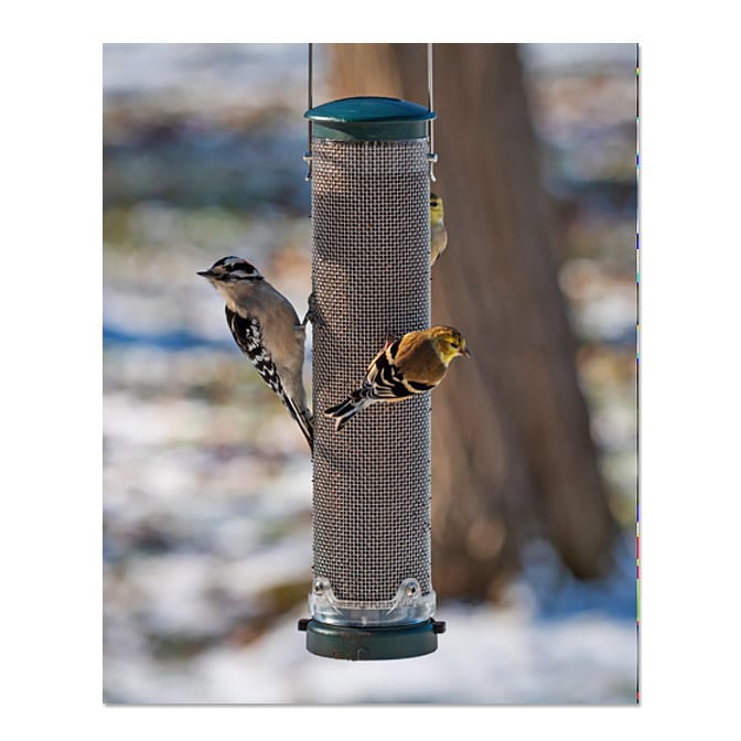 available at The Audubon Shop, the best shop for bird feeders, Madison CT