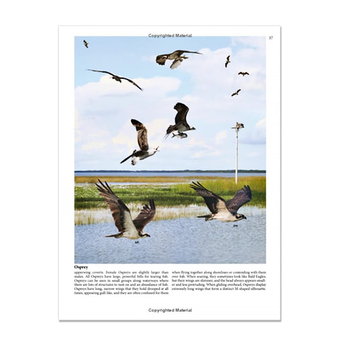Crossley ID Guide Raptors, available at The Audubon Shop, the best shop for field guides, Madison CT