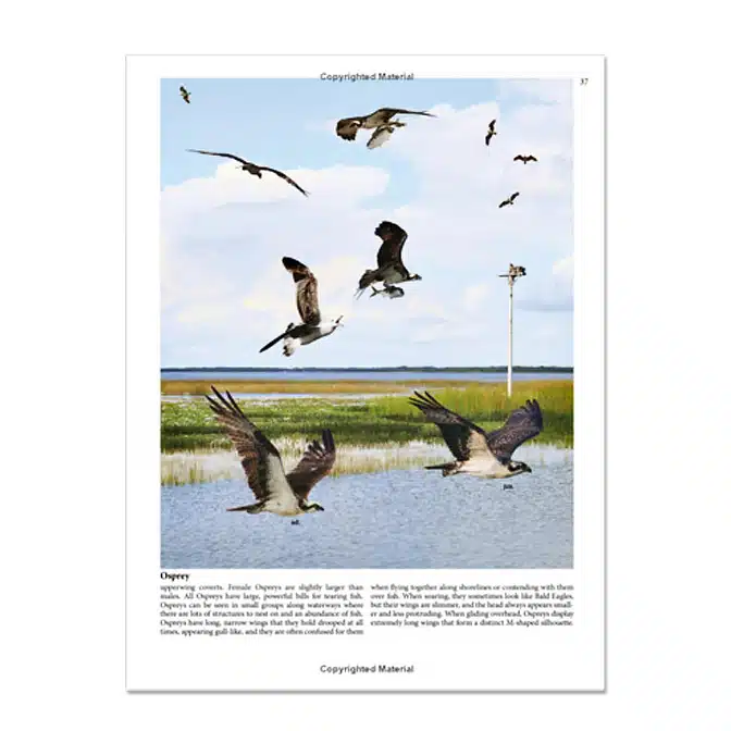 Crossley ID Guide Raptors, available at The Audubon Shop, the best shop for field guides, Madison CT