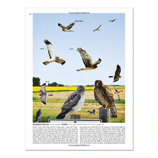 Crossley ID Guide Raptors, available at The Audubon Shop, the best shop for field guides, Madison CT