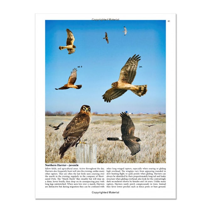 Crossley ID Guide Raptors, available at The Audubon Shop, the best shop for field guides, Madison CT