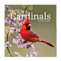 Audubon Cardinal Mini Wall Calendar 2027, available at The Audubon Shop, the best shop for nature gifts, Madison CT
