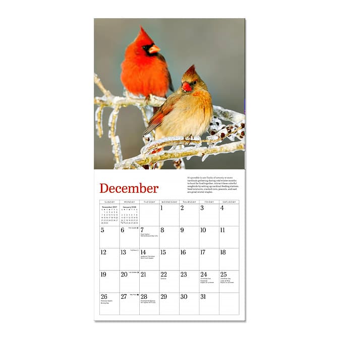 Audubon Cardinal Mini Wall Calendar 2027, available at The Audubon Shop, the best shop for nature gifts, Madison CT