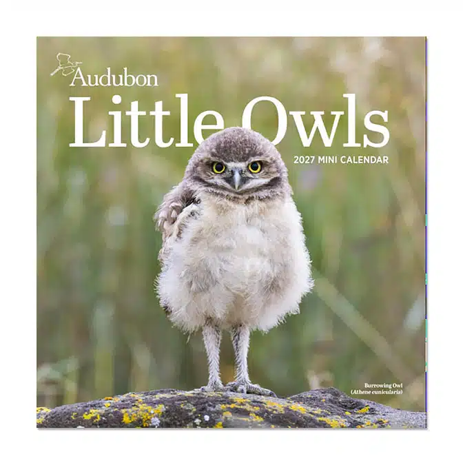 Audubon Little Owls Mini Wall Calendar 2027, available at The Audubon Shop, the best shop for nature gifts, Madison CT