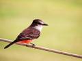 belize-flycatcher@2x