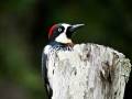 belize-sl-woodpecker@2x